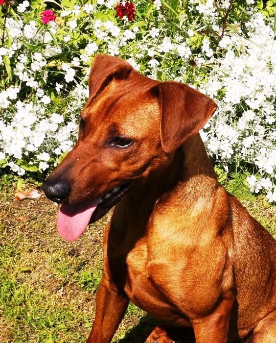 Pinscher * Xélanc Quality Quanto 9 månader